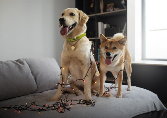 Dog figurines displayed as home décor on a living room shelf