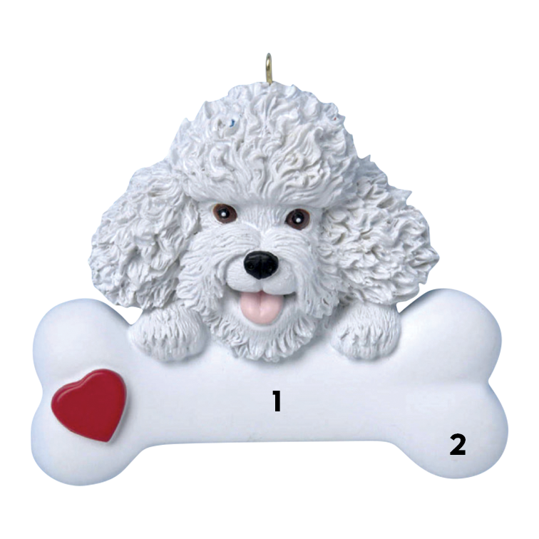 Bichon Frise